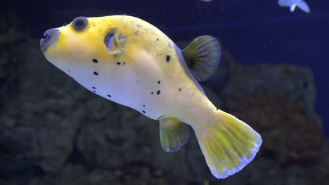 Yellow-Puffer-Fish-Swimming