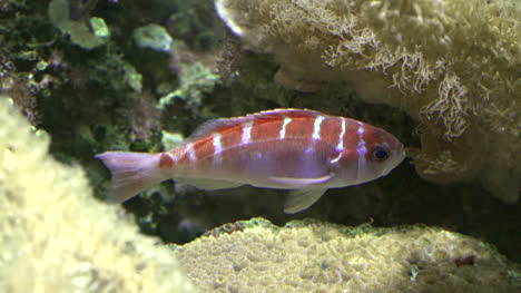 Peces-De-Acuario-Naranja-Y-Blanco