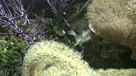 Aquarienfische-Schwimmen-An-Anemone-Vorbei