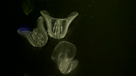 Medusa-De-Acuario-Flotante