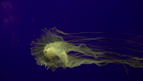 Medusas-De-Acuario-Con-Fondo-Azul