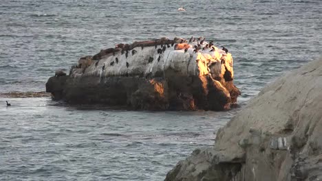 Kalifornien-Santa-Cruz-Vögel-Auf-Einem-Vorgelagerten-Felsen