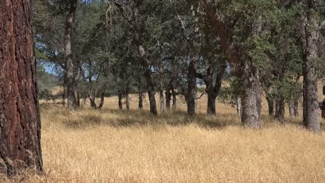 California-Madrone-Grass-And-Trees-With-Fire-Truck