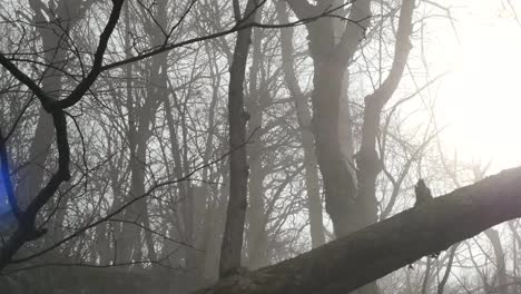 Movimiento-De-Mano-Hacia-El-Sol-En-El-Bosque