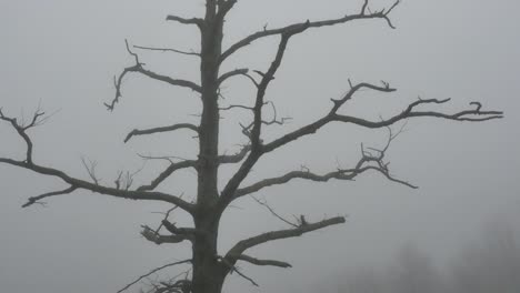 Kahler-Baum-Im-Nebel