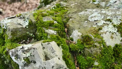 Moss-On-Rocks