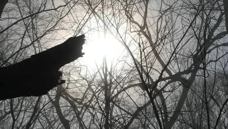 Bewegung-über-Die-Sonne-Im-Wald