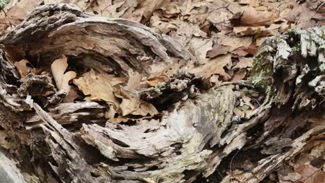 Movement-Along-Dead-Wood-On-The-Ground