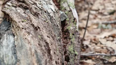 Moving-Across-Downed-Branch