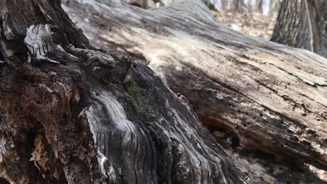 Natur-Umgestürzte-Bäume-Im-Detail-Pan