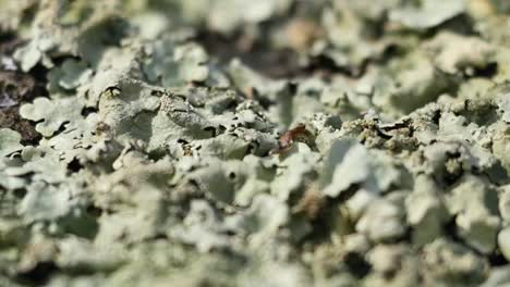 Nature-Texture-And-Lichen-Pan