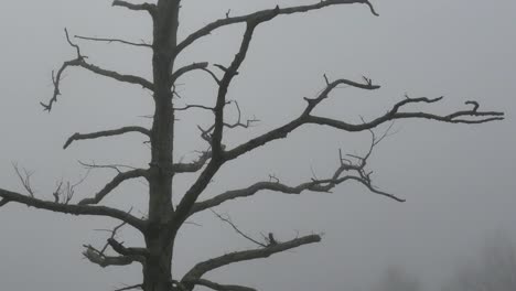 árbol-De-La-Naturalezaaa-En-La-Inclinación-De-La-Mañana-Brumosa