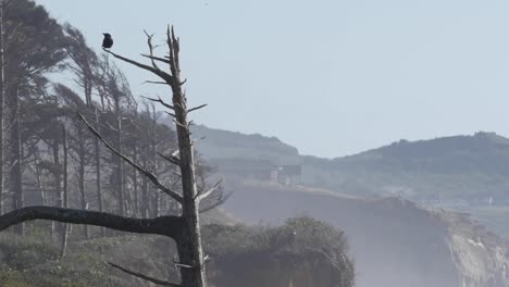 Oregon-Küstenkrähe-Fliegt-Aus-Toter-Baumpfanne-Und-Zoom