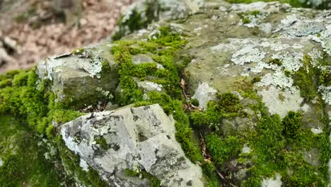Pull-Back-On-Moss-Covered-Rock