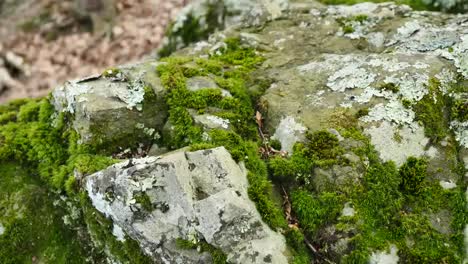 Auf-Moosbedeckten-Felsen-Zurückziehen