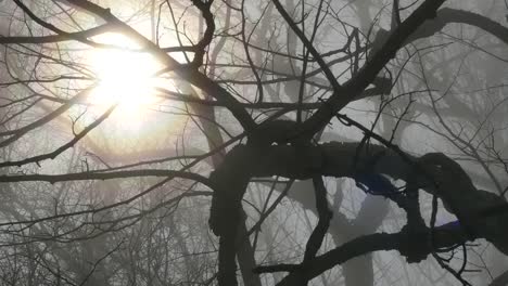 Ring-Around-Sun-Through-Branches