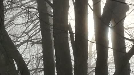 Sun-Shines-Through-Tree-Trunks