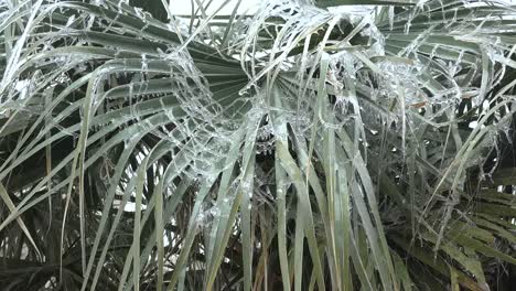 Texas-Alpine-Icy-Palm-Branches-Zoom-In