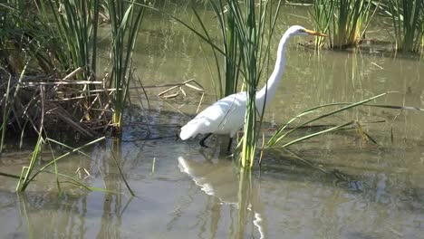 Texas-Great-Egret-In-Reeds