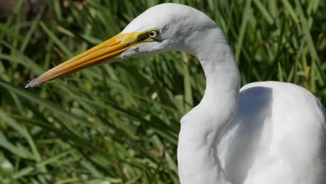 Texas-Great-Egret-With-Yellow-Beak-And-Eye