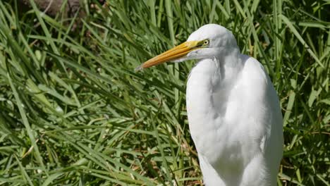 Texas-Great-Egret-With-Yellow-Beak