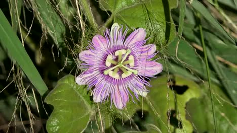 Costa-Del-Golfo-De-Texas-Flor-De-La-Pasión