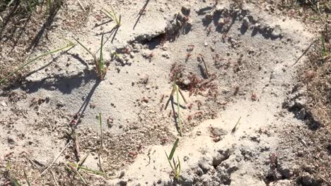 Texas-Gulf-Coast-Fire-Ant-Home