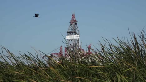 Juncos-Y-Plataforma-Petrolera-De-La-Costa-Del-Golfo-De-Texas