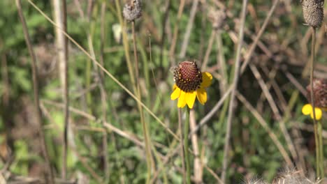 Flor-Del-Cono-Amarillo-Y-Marrón-De-La-Costa-Del-Golfo-De-Texas