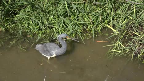 Texas-Tricolored-Heron-In-Water