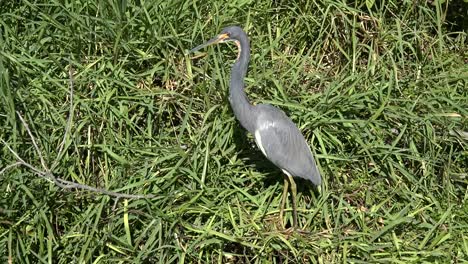 Garza-Tricolora-De-Texas-Mirando-A-Su-Alrededor