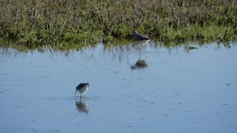 Texas-Birds-Feeding-In-Shallow-Water