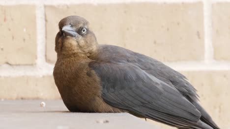 Pájaro-Marrón-De-Texas-En-La-Baranda