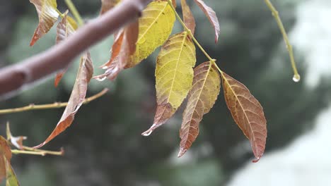 Texas-Ice-Water-On-Yellow-Leaves