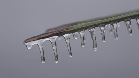 Texas-Eiszapfen-Auf-Wüstenpflanze