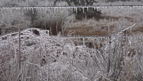 Texas-Eiszapfen-An-Zaun-Und-Pflanzen