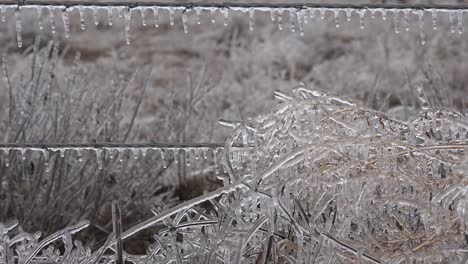 Texas-Eiszapfen-An-Zaun-Und-Vegetation