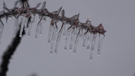 Texas-Icy-Ocotillo-With-Water-Drops