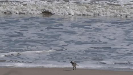 Texas-Sandpiper-On-Edge-Of-Surf