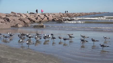 Texas-Sea-Gulls-By-Port-Aransas-Jetty