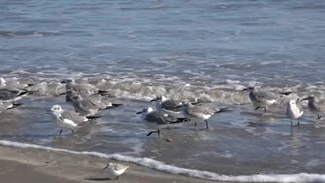 Texas-Sea-Gulls-Running-Along-Shore