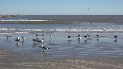 Texas-Sea-Gulls-Standing-By-Waves