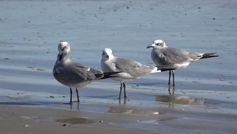 Texas-Three-Sea-Gulls-On-Edge-Of-Water