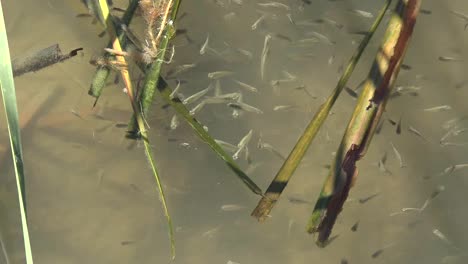 Texas-Peces-Pequeños-Nadando