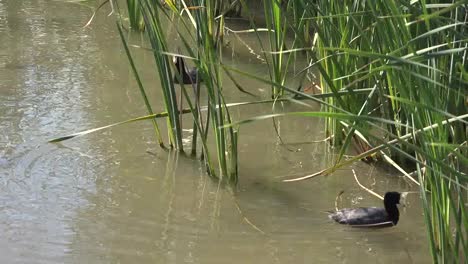 Texas-Two-Coots-In-Reeds