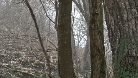 Troncos-De-árboles-En-Bosques-De-Primavera