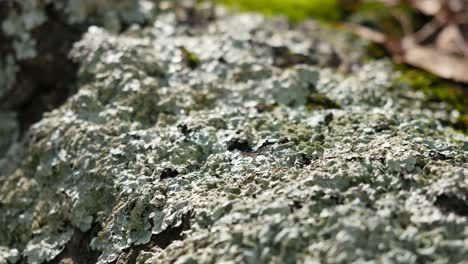 View-Of-Complex-Lichen