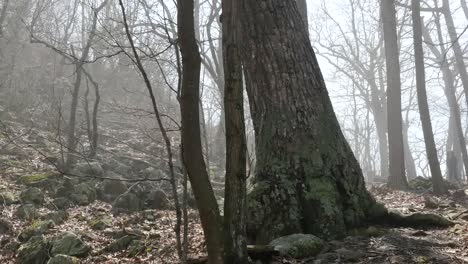 Virginia-Boy-En-Misty-Woods-Pan