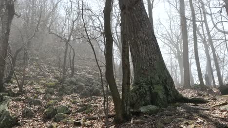 Virginia-Boy-Walking-In-Misty-Woods