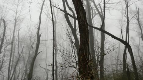 Virginia-Vorfrühlingsbäume-Im-Nebel